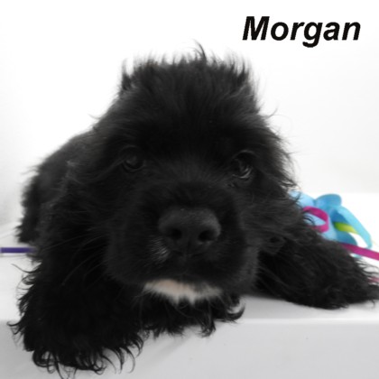 puppy, for, sale, Cocker Spaniel, Joe & Cherri  Overlease, dog, breeder, Miller, MO, dog-breeder, puppy-for-sale, forsale, nearby, find, puppyfind, locator, puppylocator, aca